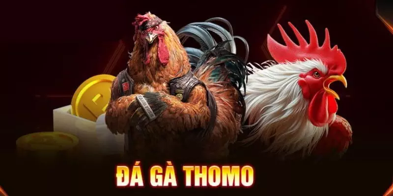 Đá gà Thomo là gì - Bí quyết chiến thắng qua chiến thuật và trải nghiệm thực tế